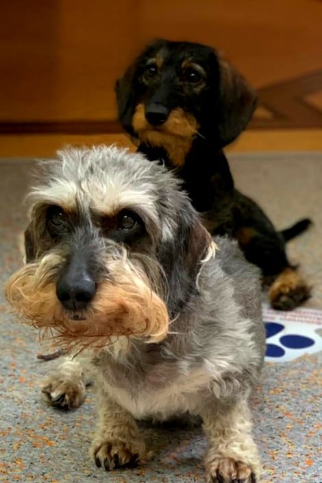 Altersvorsorge für Tiere